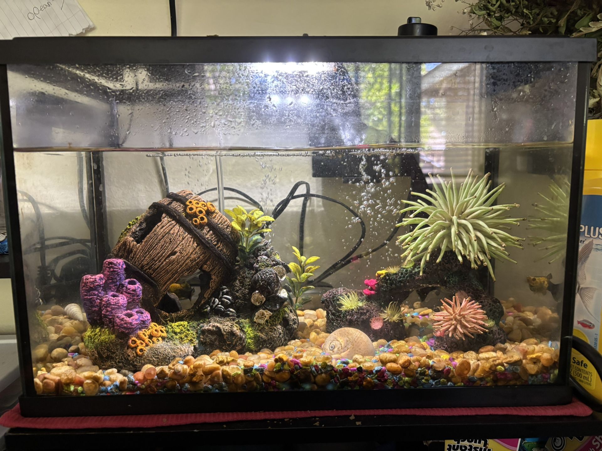 Fish Tank With 2 Orange Mollies