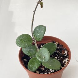 Hoya Mathilde With Splash