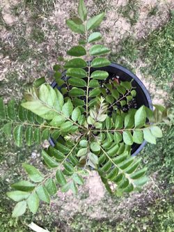 Large Indian curry leaf plant