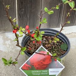 Double Take Orange Storm Flower Quince Tree Shrub Bush Plant  Great for Lunar Chinese Vietnamese New Year  Cash only  Pick up in North San Jose, By ap