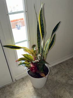 Snake plant