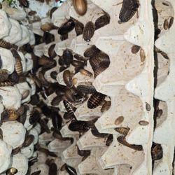 Dubia Roaches.   Organic.  All Sizes