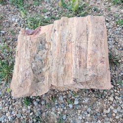 Large Petrified Wood