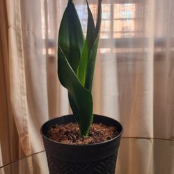 Live Snake Plant