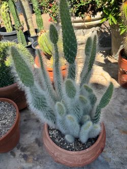 Snow White Opuntia