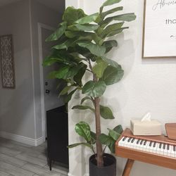 6ft Fiddle Leaf Fig Plant And Pot 