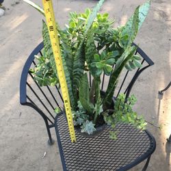 Assorted Plants