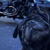 Bert_86drifter