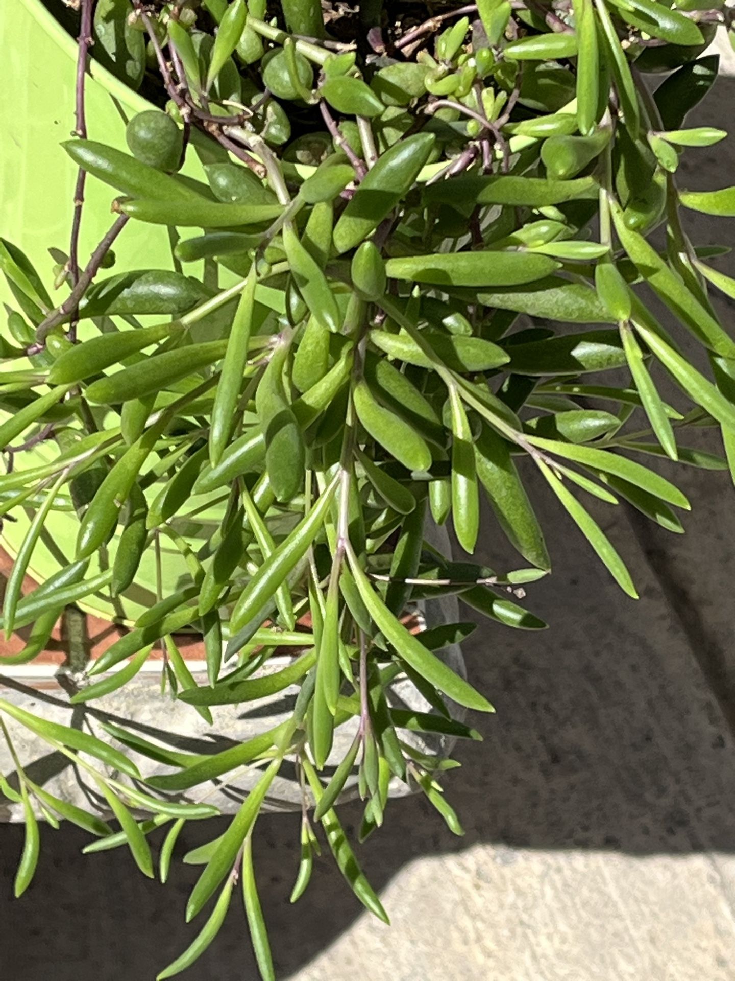 String of Ruby Neckace plant