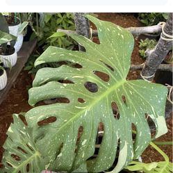 Huge plant*Jumbo 14” leaf monstera Thai Constellation, 7 jumbo leaf ~3ft tall plant; 95820