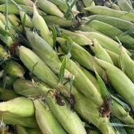 Sweet Corn