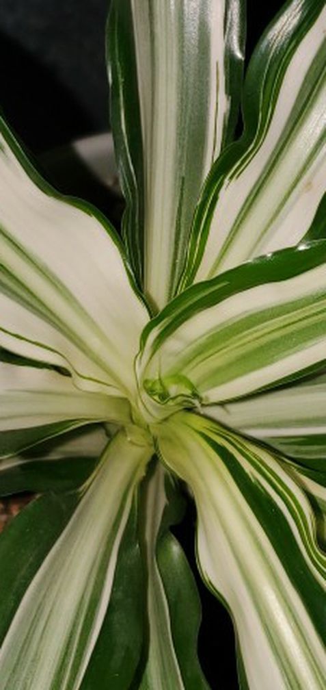 6 Inch Warneckii Dracaena Plant