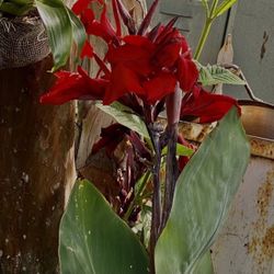 Cana Lily Plant 