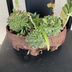 Flowers  Succelent Pot