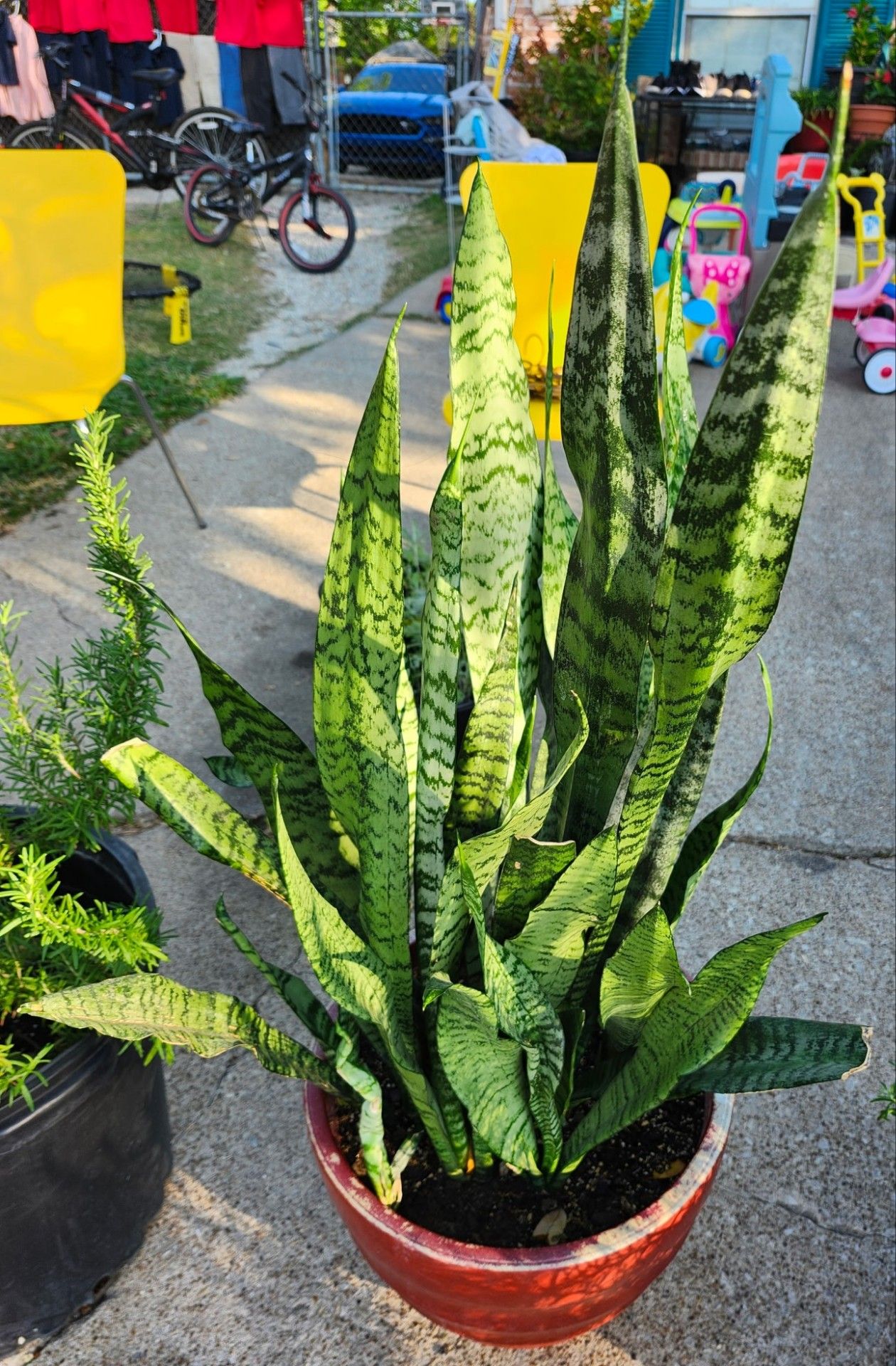 Lengua de Suegra