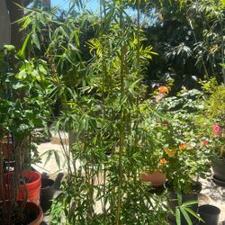 Bamboo