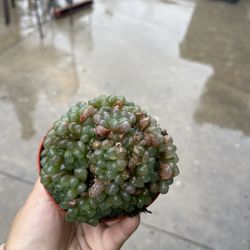 4” Hawhorthia Cooperi