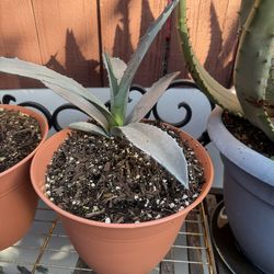 Agave Plant