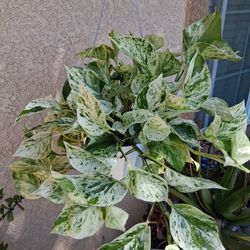 Large Snow Queen Pothos Plant $39