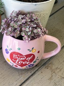 Callicia Pink Plant
