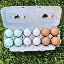 Fresh eggs 