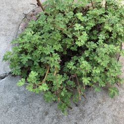 FREE Scented Geraniums 