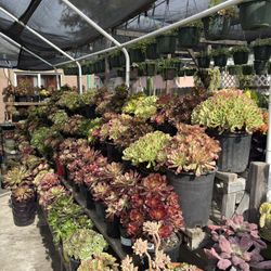 Aeonium  Plants Starting Price $45
