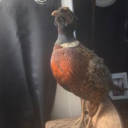 Ring-Necked Pheasant Taxidermy Mount