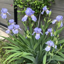 Purple Iris in 5 Gallon Pot 