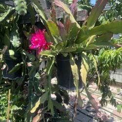 Plant For Sale