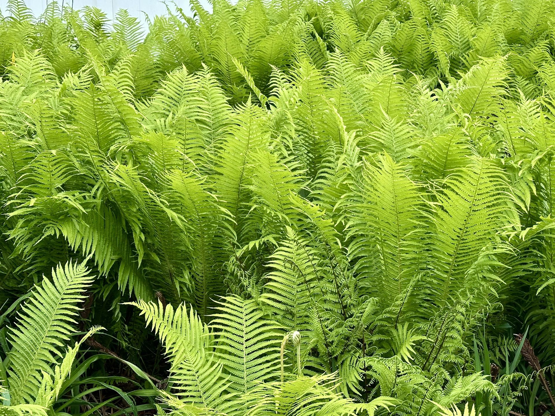 Small Lady Ferns