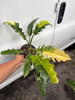 Philodendron Ring of fire 🔥