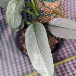 Philodendron Silver Sword On Handmade Moss pole 