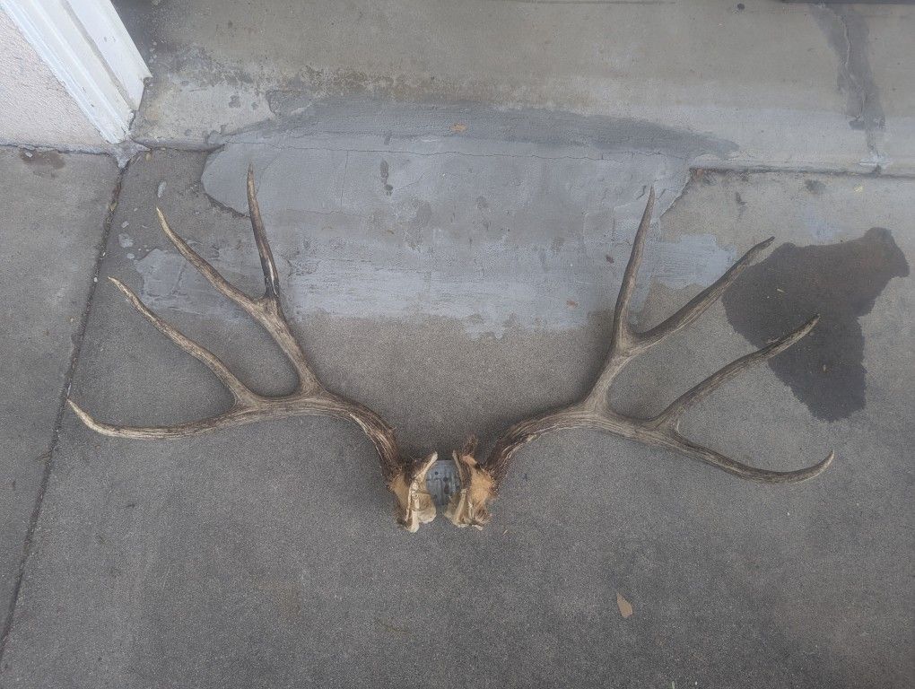 One Eight Points Antler Rack