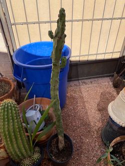44” inch Totem Pole Cactus