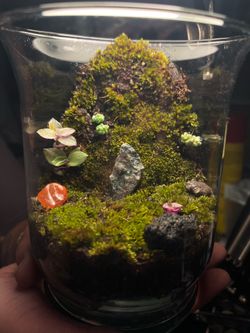 Custom Glass Terrariums