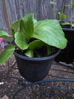 Pigsqueak (also known as bergenia) -$5