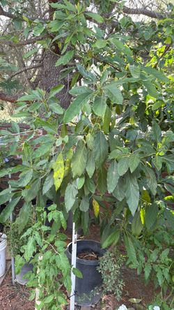 Avocado tree 7 foot tall on pot