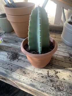  Cactus
