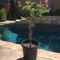 Rose Flowering Tree