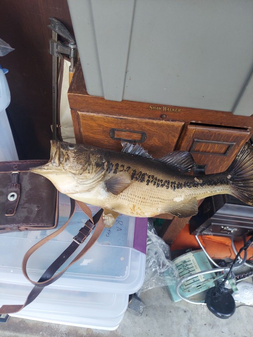 Mounted Taxidermy Bass