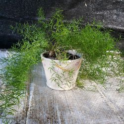 Fern Plant In Dragonfly Pot