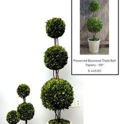Preserved Boxwood Topiary Trees 