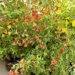 🩷SUPER HEALTHY,Lush & FULL, pot Of SPARKY  Bells,”Attract To HUMMINGBIRDS 🩷