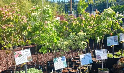 Dogwood Trees just $35