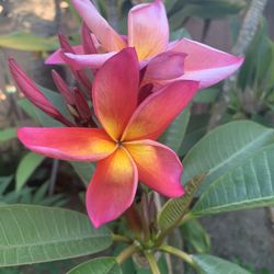 Plumeria