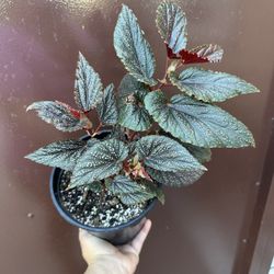 6” begonia benigo pink 