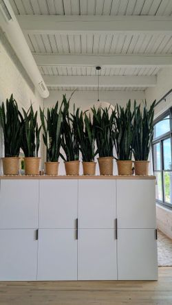 Set of 8 Snake Plants - 4ft Tall with Woven Baskets - Plant Wall