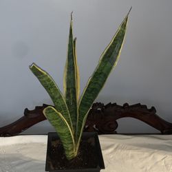 17” Snake plant 