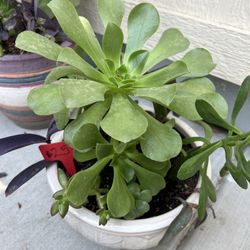 $20 Large Succulent Planter Special!
